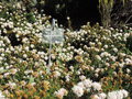 vignette Grevillea crithmifolia