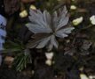 vignette Anemone nemorosa dark leaf