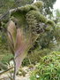 vignette Echium hybride de pininana ,