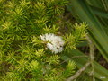 vignette Melaleuca acacioides / Melaleuca graminea