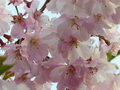 vignette Prunus Accolade, fleurs en macro