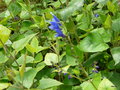 vignette Salvia cacaliifolia ,