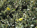 vignette Hibbertia aspera