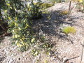 vignette Grevillea flexuosa