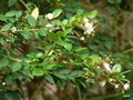 vignette Myrtus apiculata Mol. = Eugenia apiculata
