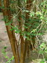 vignette Myrtus apiculata Mol. = Eugenia apiculata