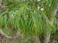 vignette Eucalyptus viminalis Labill.,