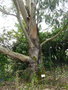 vignette Eucalyptus globulus Labill. ,