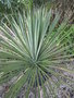 vignette Yucca queretaroensis x filifera
