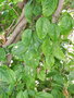 vignette Passiflora pallida