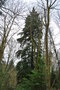 vignette Tsuga heterophylla (Arboretum de La Jonchre, La Jonchre-Saint Maurice, Haute-Vienne, Limousin)