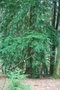 vignette Tsuga heterophylla (Arboretum de La Jonchre, La Jonchre-Saint Maurice, Haute-Vienne, Limousin)