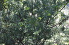 vignette Grevillea juniperina 'Alba'