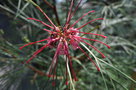 vignette Grevillea johnsonii