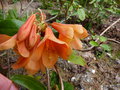 vignette Rhododendron Cinnabarinum glow autre vue au 11 04 15