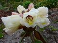 vignette Rhododendron falconeri ssp.falconeri qui ouvre ses fleurs au 11 04 15