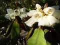 vignette Rhododendron falconeri ssp.falconeri en fleurs autre vue au 12 04 15