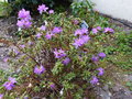 vignette Rhododendron Litangense trs fleuri au 11 04 15 15