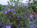 vignette Rhododendron Litangense autre vue au 09 04 15