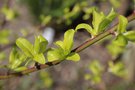 vignette Prunus cerasifera Zloty Oblok au dbourrement