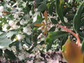 vignette Hakea nitida