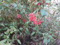 vignette Grevillea rhyolitica