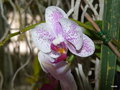 vignette 0043-orchide xx?