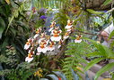 vignette 0044-orchides