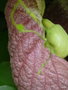 vignette 0041-Aristolochia gigantea ,