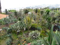 vignette 0001-jardin botaniquede Funchal ,