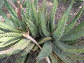 vignette Aloe aculeata