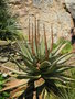 vignette Aloe ferox