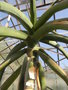 vignette Aloe barberae (bainesii )