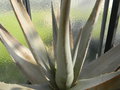 vignette Aloe armatissima