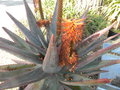 vignette Aloe ferox