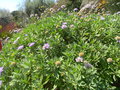 vignette Scabiosa sp