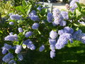vignette ceanothus arboreus 'trewithen blue' 1