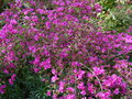 vignette Azalea japonica rose mauve au 15 04 15
