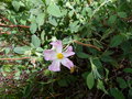 vignette Cistus parviflorus(canescens?) premières fleurs au 16 04 15