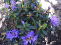 vignette Rhododendron augustinii hillier's dark form au 14 04 15