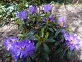 vignette Rhododendron augustinii hillier's dark form au 15 04 15
