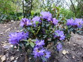 vignette Rhododendron augustinii hillier's dark form au 16 04 15