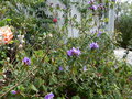 vignette Rhododendron augustinii Saint Tudy qui entame sa floraison au 16 04 15