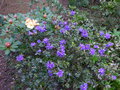 vignette Rhododendron Blue tit au 16 04 15