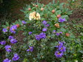 vignette Rhododendron Blue tit autre vue au 16 04 15