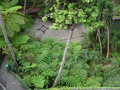 vignette 0014-Monte Palace , Jardin tropical