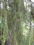 vignette 0058-Monte Palace , Juniperus cedrus ,