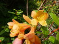 vignette Rhododendron Cinnabarinum concatenans orang au coeur jaune au 15 04 15