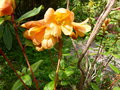 vignette Rhododendron Cinnabarinum concatenans orang au coeur jaune autre vue au 15 04 15