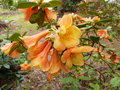 vignette Rhododendron Cinnabarinum concatenans orange et jaune autre gros plan au 16 04 15